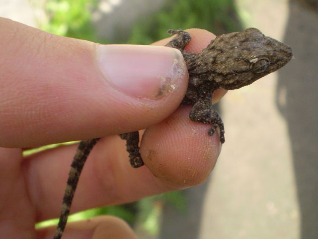 Geco verrucoso (Hemidactylus turcicus)